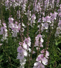 Griekse malva - Sidalcea 'Elsie Heugh' bloemen