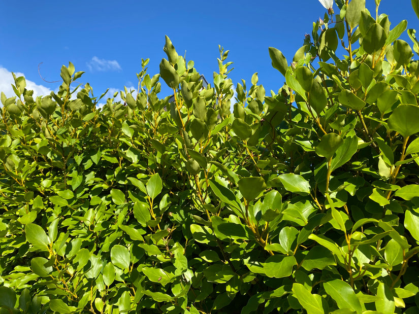 Blad Griselinia littoralis