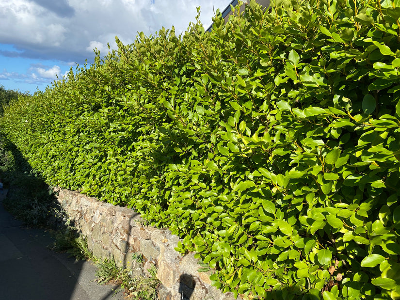 Griselinia littoralis haag