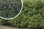 Groene Hulst - Ilex Aquifolium