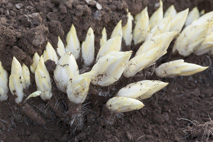 Groenlof - Suikerbrood - Cichorium intybus varfoliosum witlof