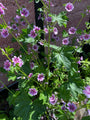 Groot Kaasjeskruid - Malva sylvestris 'Zebrina'