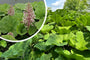 Groot hoefblad - Petasites hybridus groot blad