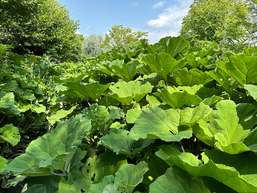 Petasites hybridus 