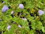 Groot kaasjeskruid - Malva sylvestris 'Blue Fountain'