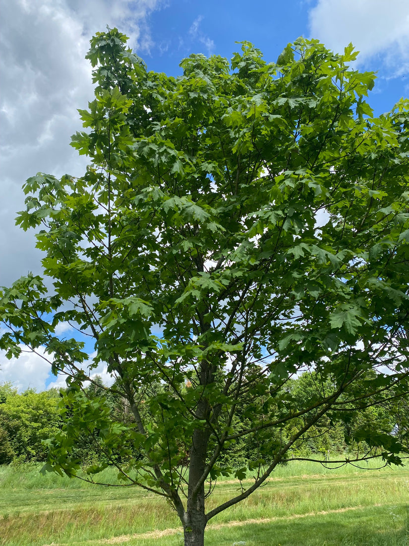 Grootbladige esdoorn - Acer macrophyllum