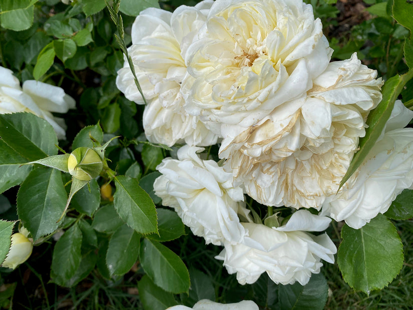 Grootbloemige roos - Rosa 'Kronprinsesse Mary'