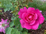 Grootbloemige roos - Rosa 'Pink Peace'