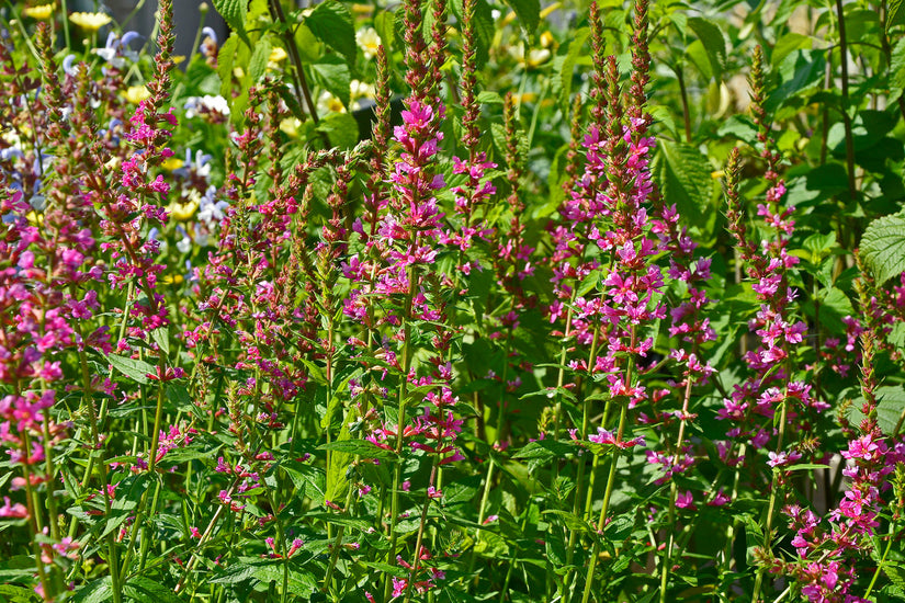 Grote kattenstaart - Lythrum salicaria 'Robert' online tuinplanten kopen