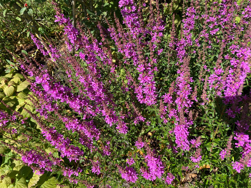 Grote kattenstaart - Lythrum salicaria