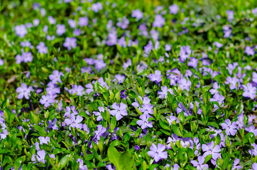 Grote maagdenpalm - Vinca major.jpg