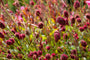 Grote pimpernel - Sanguisorba officinalis 'Tanna' tuinplanten