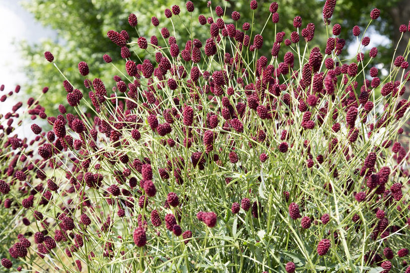 Grote pimpernel - Sanguisorba officinalis