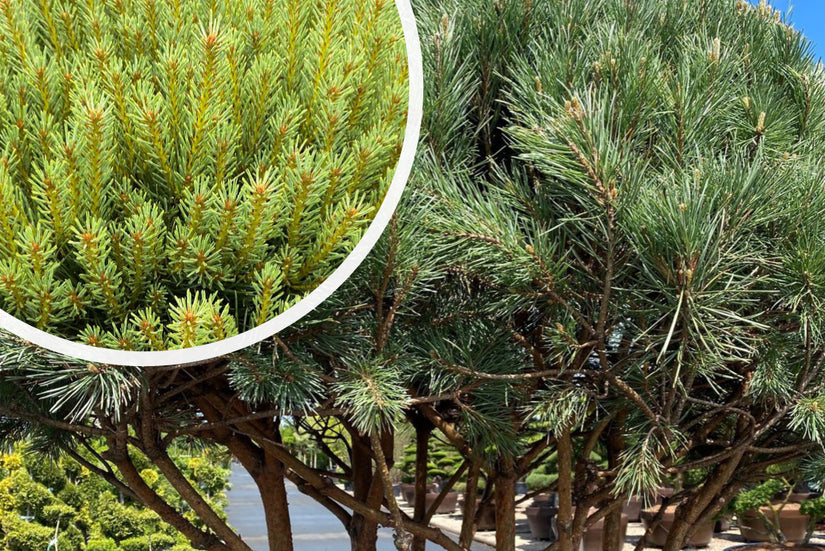 Grove den - Pinus sylvestris 'Watereri'