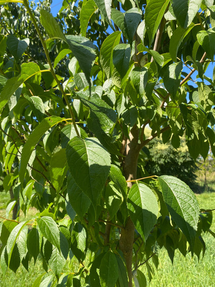 Blad Gummiboom - Eucommia ulmoides