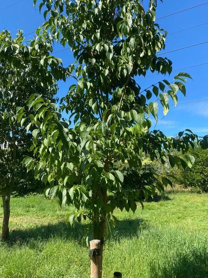 Gummiboom - Eucommia ulmoides