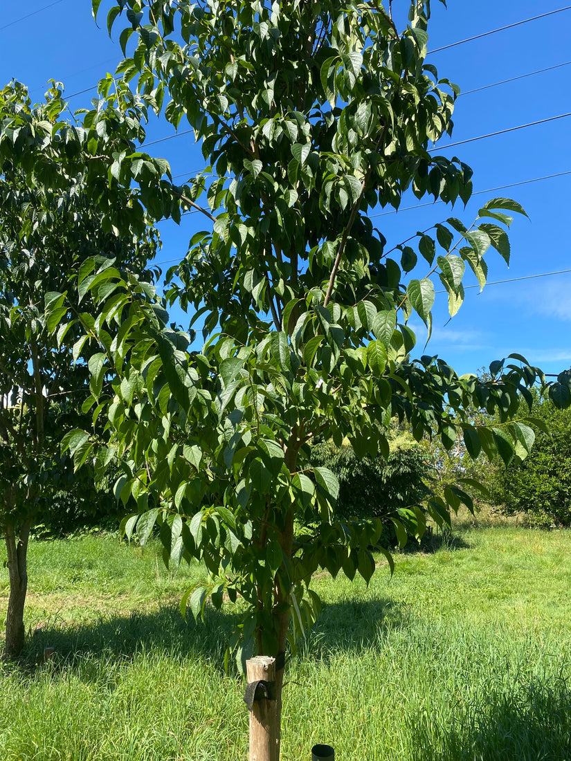 Gummiboom - Eucommia ulmoides