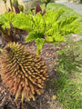 Gunnera-manicata.jpg