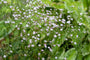 Bruidssluier - Gypsophila paniculata 'Flamingo'