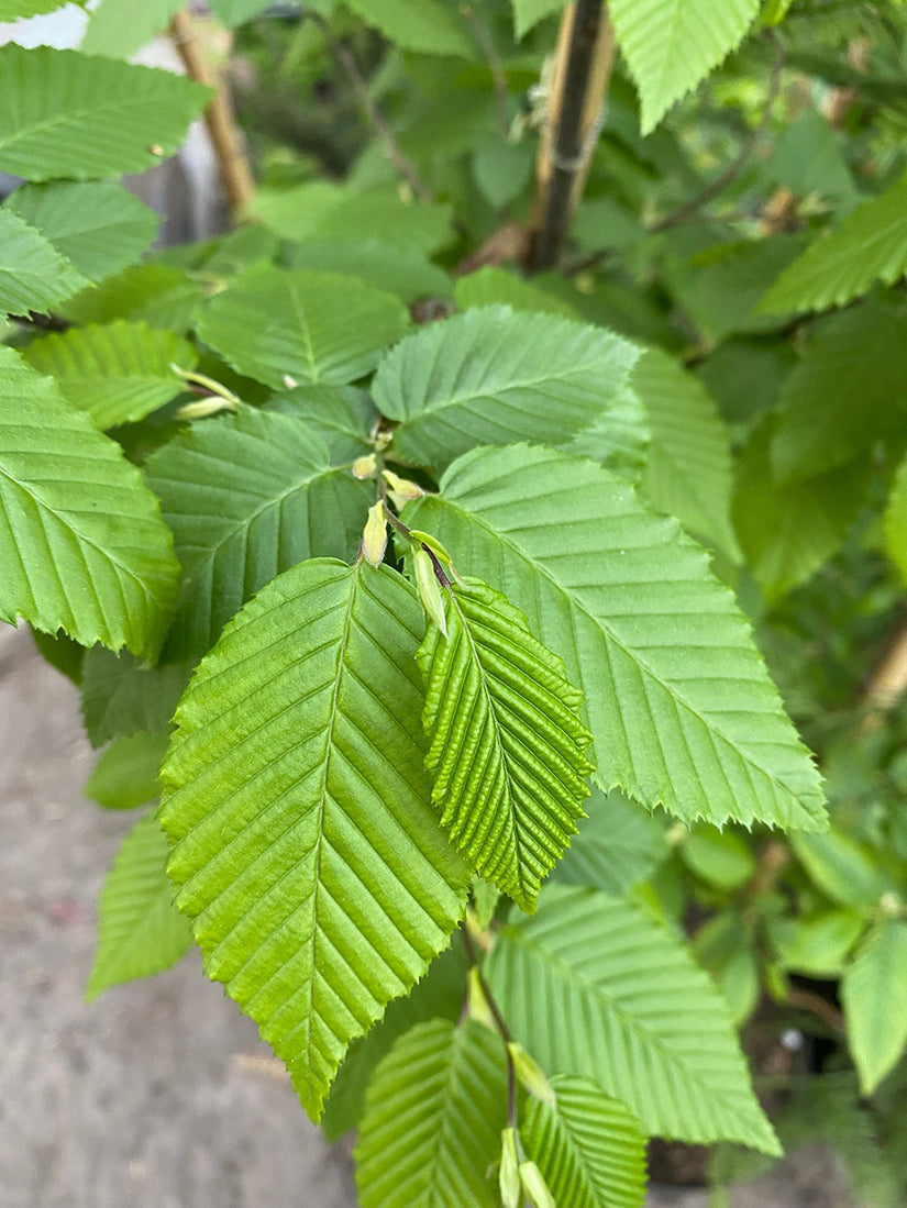 Haagbeuk - Carpinus betulus 'Lucas'