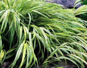 siergras voor schaduw Hakonechloa allgold