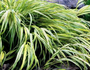 siergras voor schaduw Hakonechloa allgold