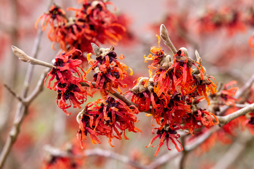 Toverhazelaar - Hamamelis x intermedia 'Diane'