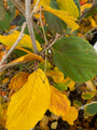 Herfstblad Toverhazelaar - Hamamelis intermedia 'Feuerzauber'