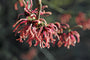 Toverhazelaar Hamamelis x intermedia 'Ruby Glow'