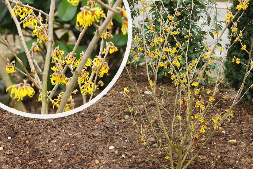 Toverhazelaar - Hamamelis intermedia 'Westerstede'