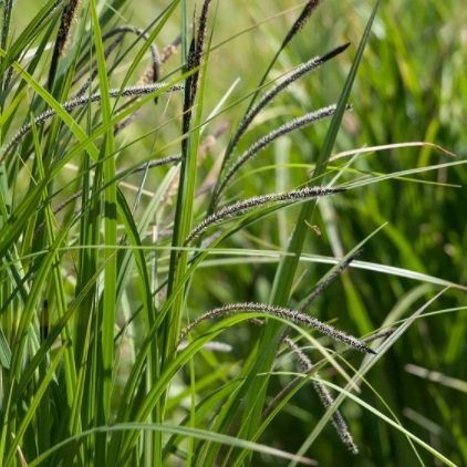 Hangende Zegge - Carex pendula