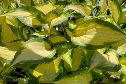 Blad Hartlelie - Hosta 'Forbidden Fruit'