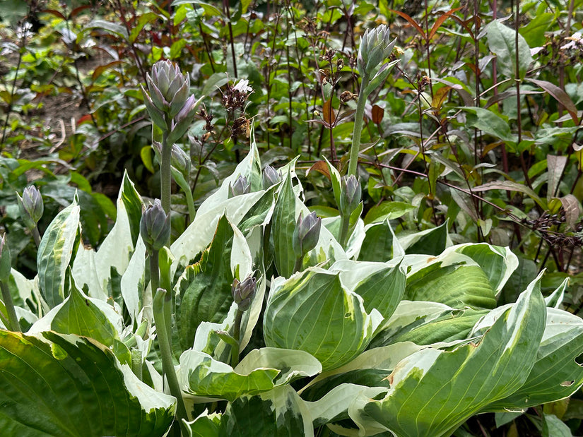 Hartlelie - Hosta 'Francee'