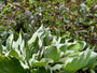 Hartlelie - Hosta 'Francee'