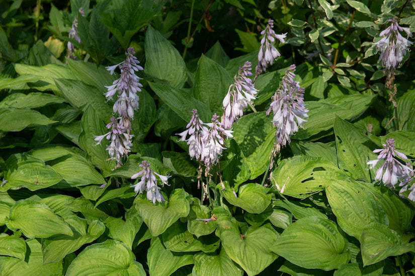 Hartlelie-Hosta-Royal-Standard.jpg