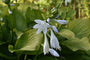 Hartlelie - Hosta 'Royal Standard'.jpg