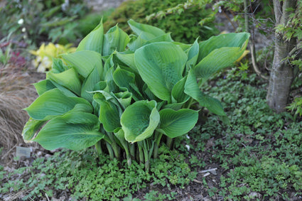 Hartlelie - Hosta 'Sum and Substance' tuinplanten