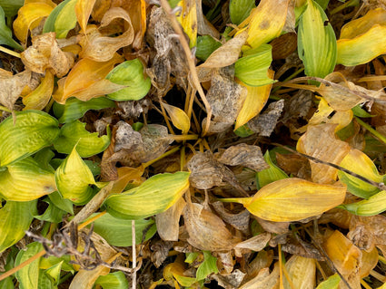 Hartlelie - Hosta fortunei 'Paul's Glory' - Herfst