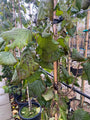 Hazelaar - Corylus avellana 'Fertile de Coutard' (November)