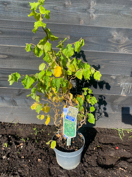 Hazelaar - Corylus avellana 'Scooter'