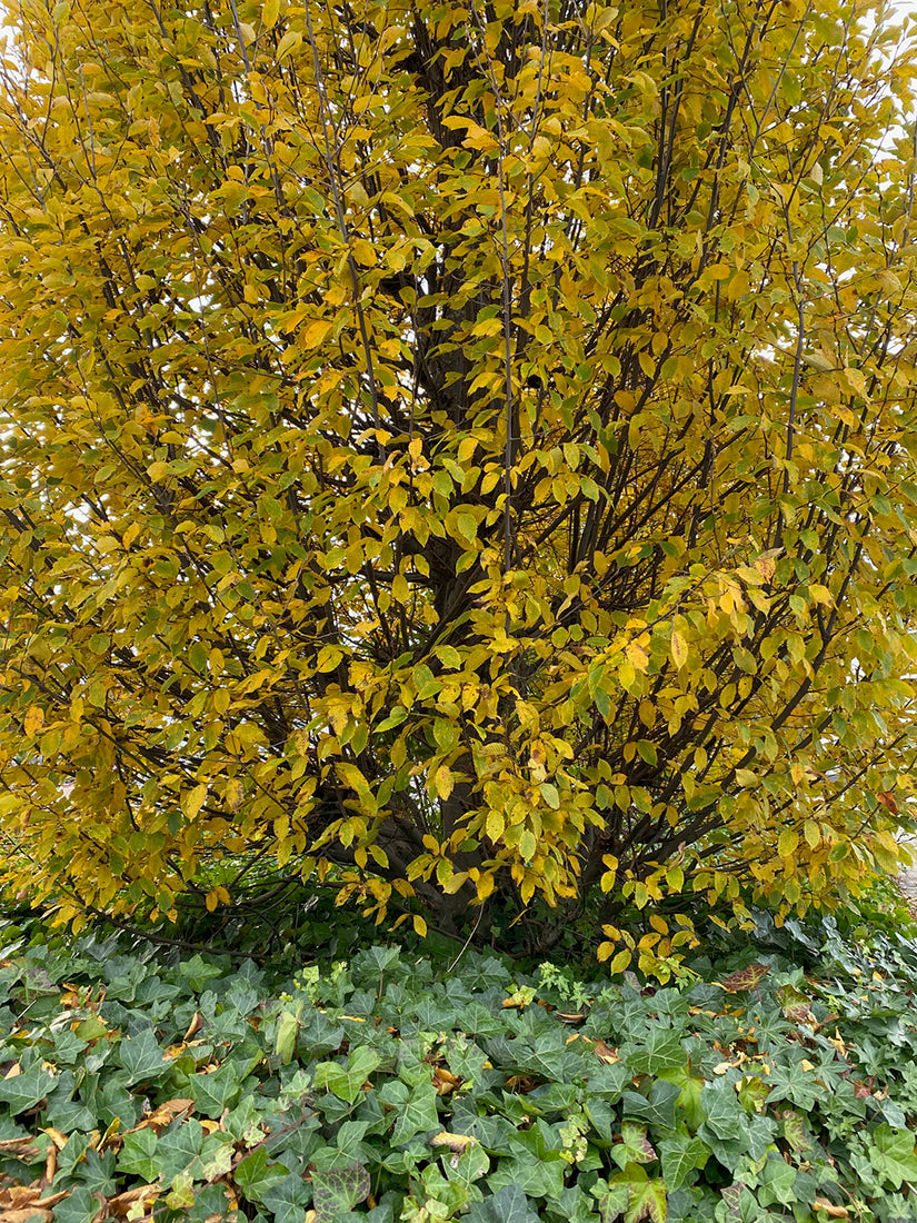 Zuilbeuk - Fagus sylvatica Dawyck met Hedera bodembedekker