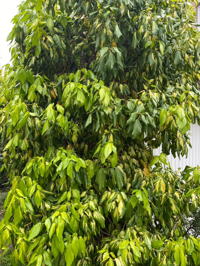 Hedera-colchica-Sulphur-Heart.jpg