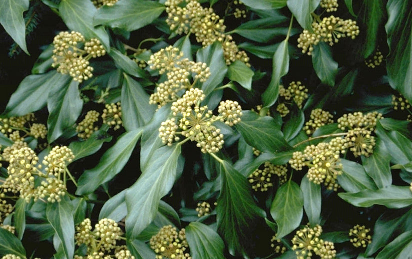 Bloei van de klimop - Hedera colchica 'Arborescens'