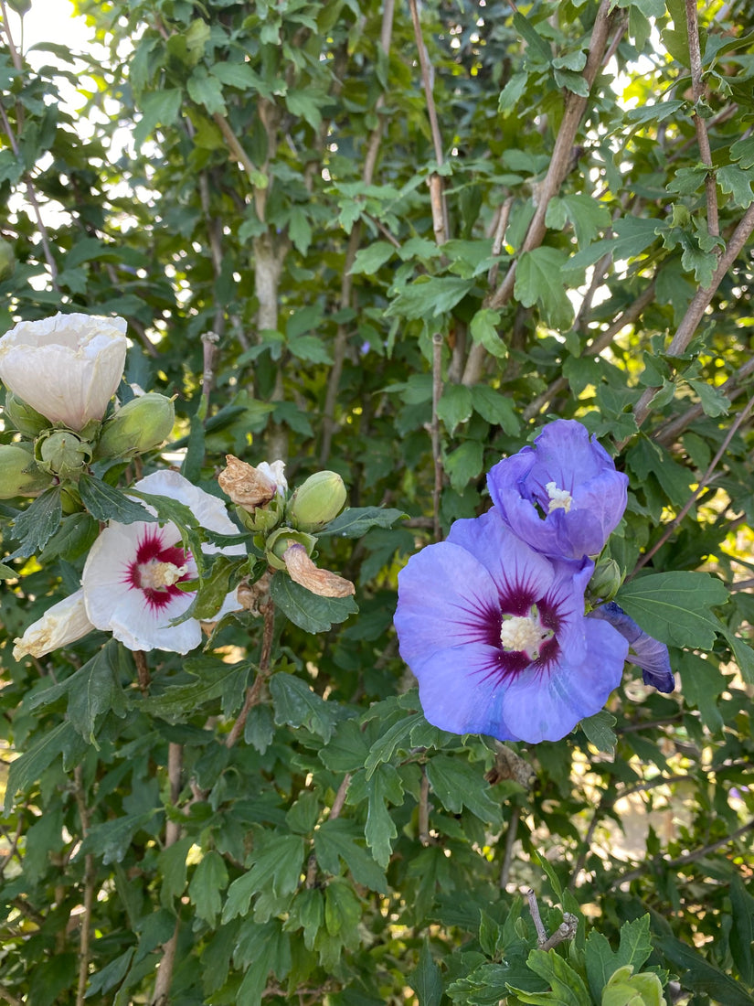 Bloemen Heemstroos