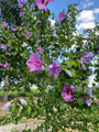 Heemstroos - Hibiscus syriacus