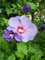 bloei Heemstroos - Hibiscus syriacus 'Oiseau Bleu'