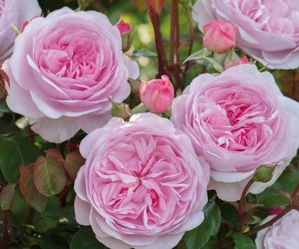 Heesterroos - Rosa 'Olivia Rose Austin'