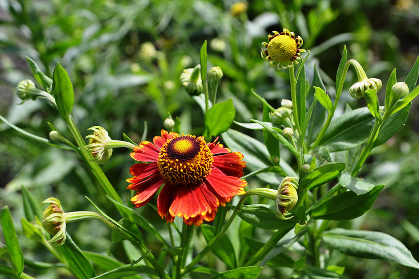 Zonnekruid - Helenium