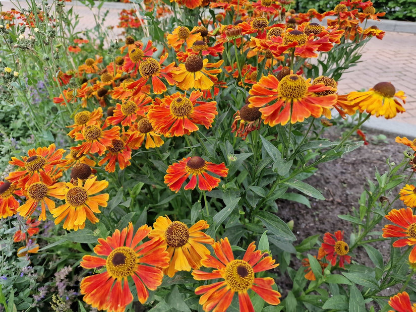 Helenium Moerheim beauty in bloei juli