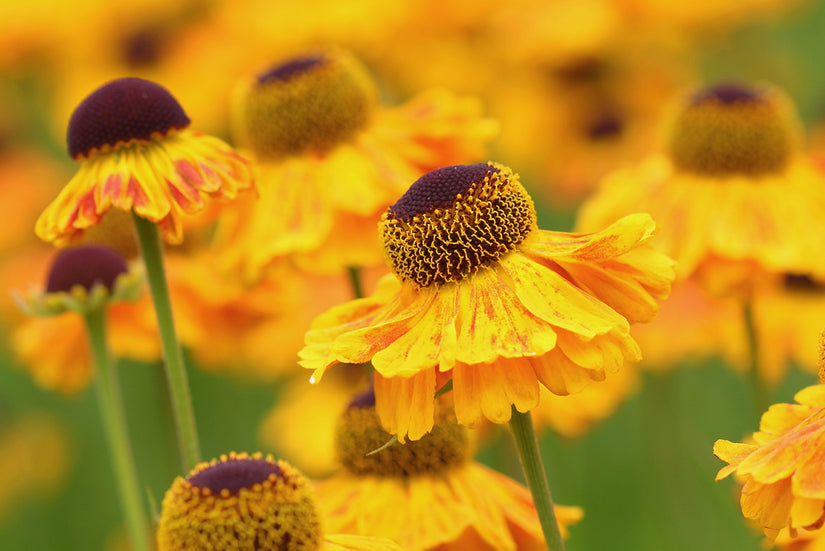 Zonnekruid - Helenium 'Wyndley'